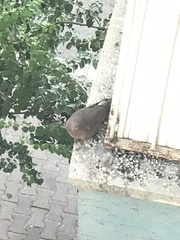 Streptopelia senegalensis