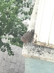 Streptopelia senegalensis