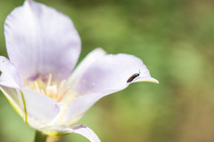 Acmaeoderini