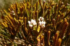 Veronica lycopodioides