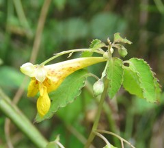 Impatiens mexicana