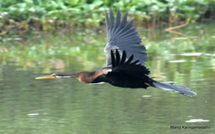 Anhinga melanogaster