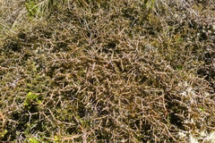 Pittosporum anomalum