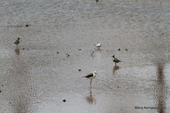 Himantopus himantopus