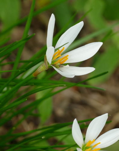 Zephyranthes candida
