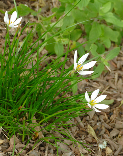 Zephyranthes candida