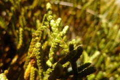 Veronica lycopodioides