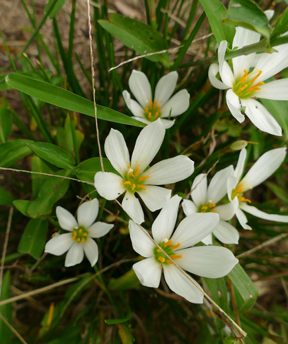Zephyranthes candida