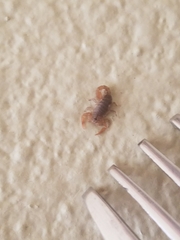 Pseudouroctonus reddelli