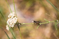 Melanoplus montanus