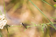 Melanoplus montanus