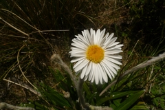 Celmisia spectabilis