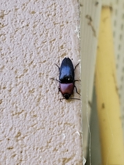 Parallelostethus attenuatus