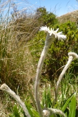 Celmisia spectabilis