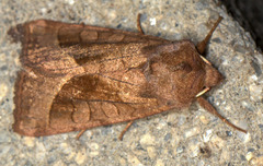Hydraecia micacea