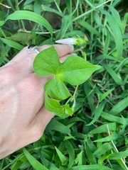 Ipomoea hederacea