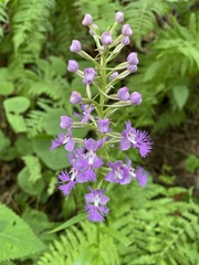 Platanthera shriveri