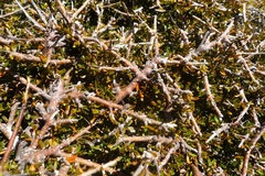 Pittosporum anomalum