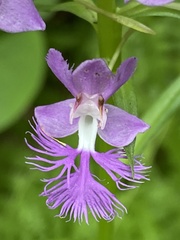 Platanthera shriveri