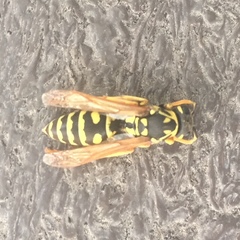 Polistes dominula