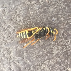 Polistes dominula