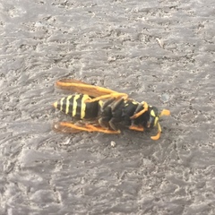 Polistes dominula
