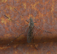 Culiseta alaskaensis