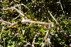 Pittosporum anomalum