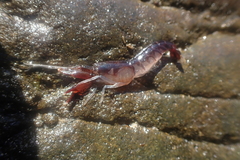 Snapping Shrimp