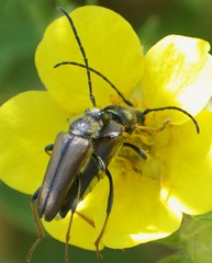 Lepturobosca nigrolineata