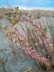 Euphorbia paralias