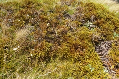 Veronica lycopodioides