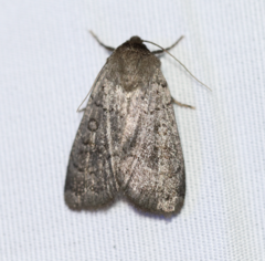 Protolampra rufipectus