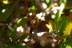 Pittosporum anomalum