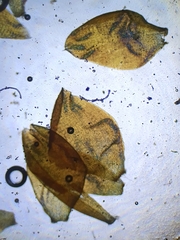 Scorpidium scorpioides