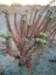 Euphorbia paralias
