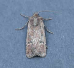 Euxoa ochrogaster