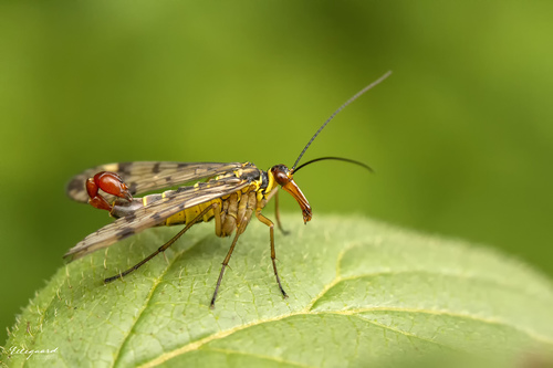 common scorpionfly