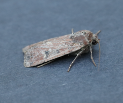 Euxoa ochrogaster
