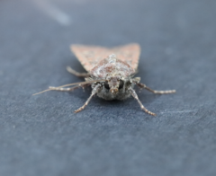Euxoa ochrogaster