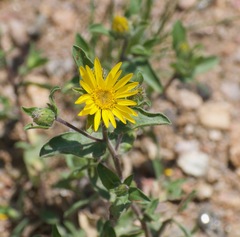 Heterotheca resinolens