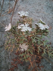 Echinophora spinosa