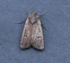 Euxoa ochrogaster