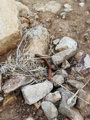 Orthoporus texicolens