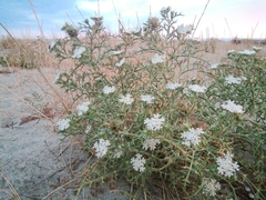 Echinophora spinosa