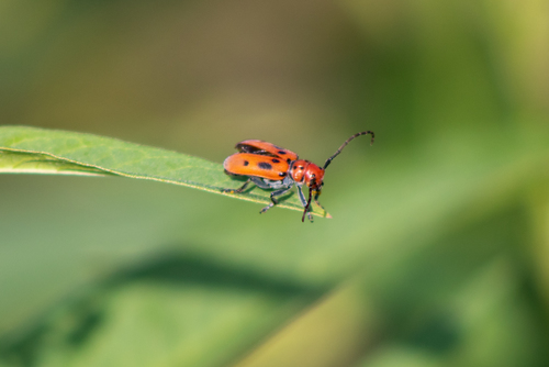 Red milkweed beetle