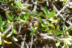 Pittosporum anomalum