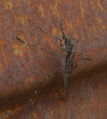 Culiseta alaskaensis