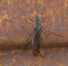 Culiseta alaskaensis