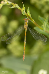 Lestes sponsa